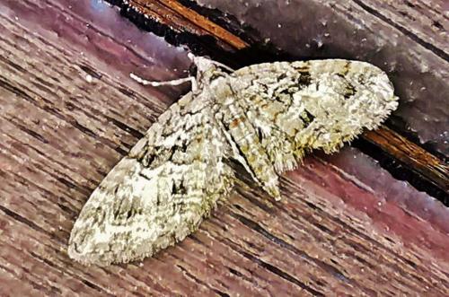 Réf. 342 033 : Eupithecia abbreviata